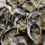 Fresh Oyster in Market